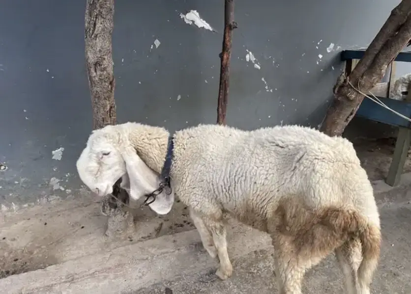 Bakra or chatrii — photo 2