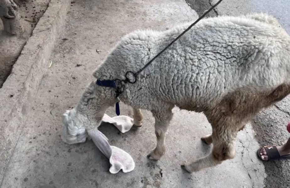 Bakra or chatrii 2