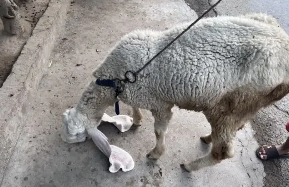 Bakra or chatrii — photo 3