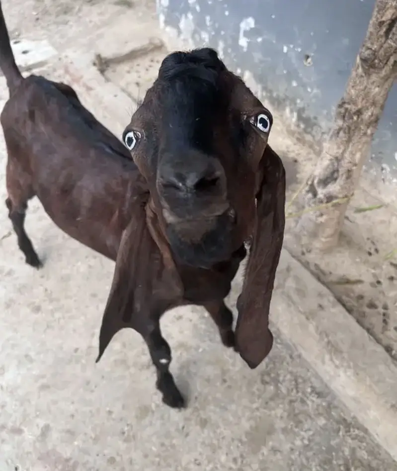 Bakra or chatrii — photo 4