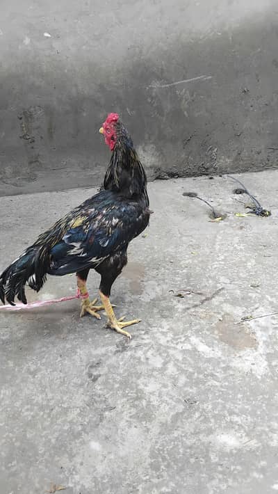 Aseel Mianwali Hen