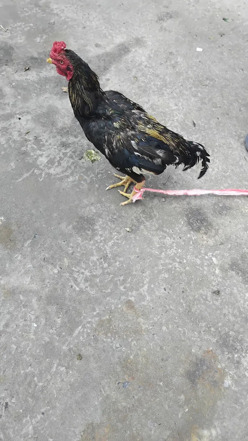 Aseel Mianwali Hen — photo 3