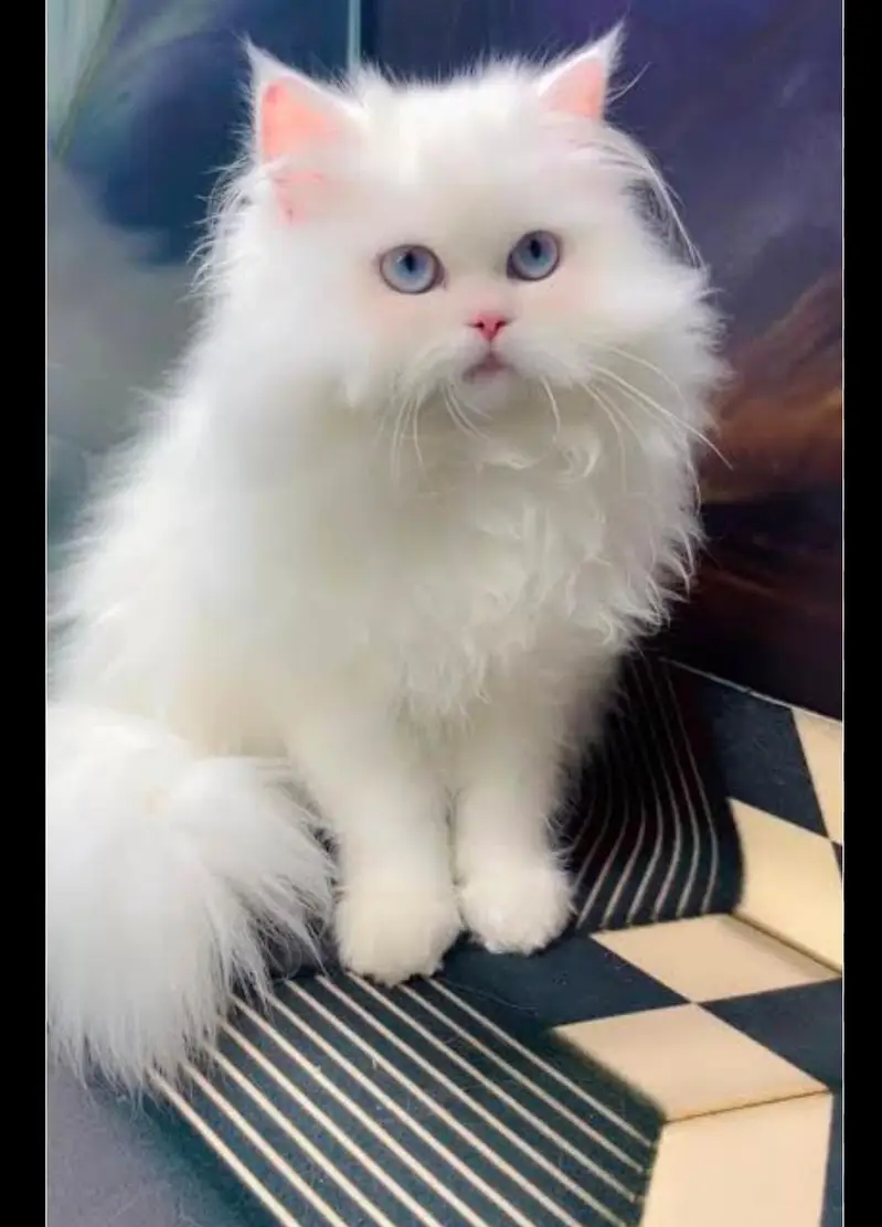 persian cat /cute kitten | adult cats/ punch face_0307565542 — photo 2