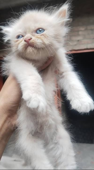 punch face kittens for sale available