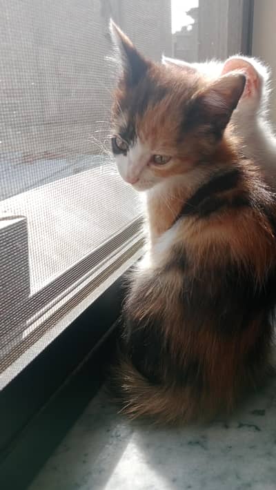 Double Coat Persian Cat - Orange Black & White