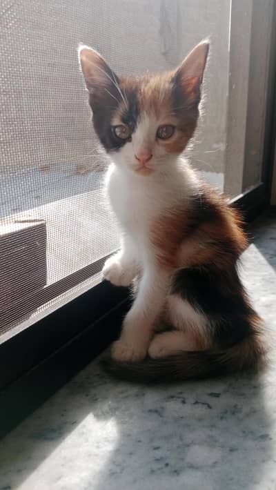 Double Coat Persian Kitten - Female - Grey Eyes