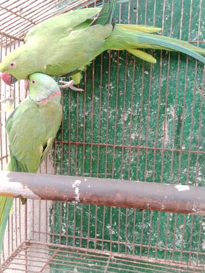 pair for sale