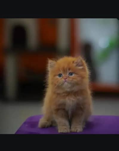 persian kittens|triple Coated|Punch Face kittens_cute|fluffy_quality