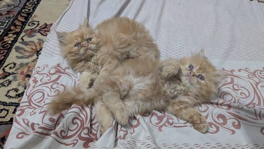 pure Persian kittens