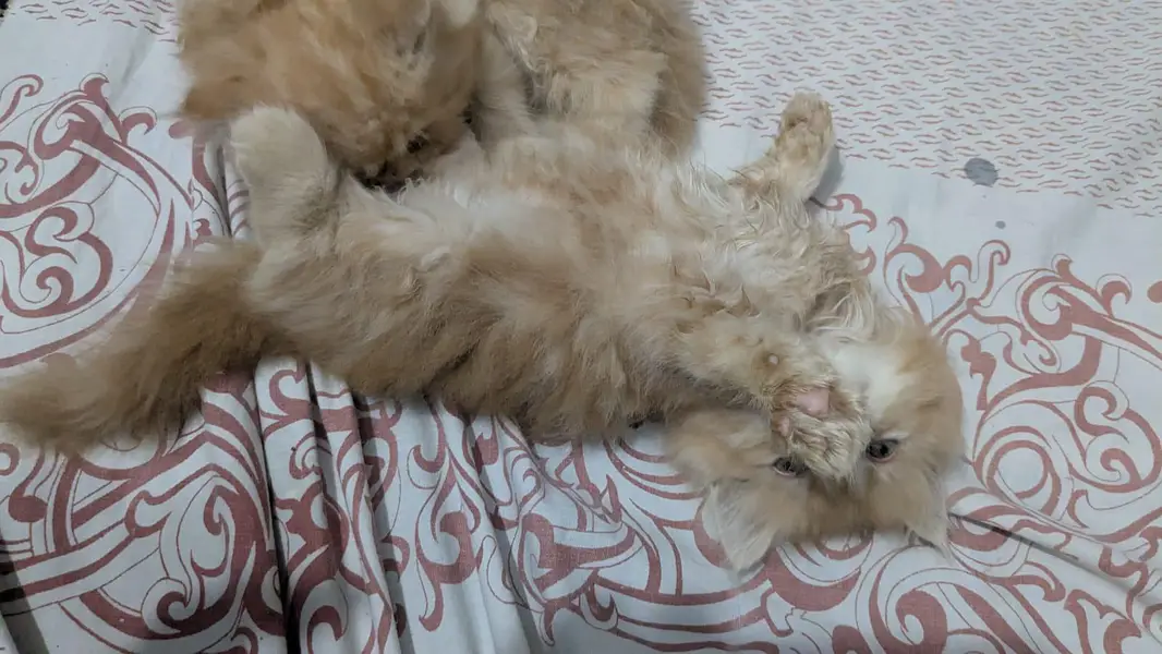 pure Persian kittens — photo 2