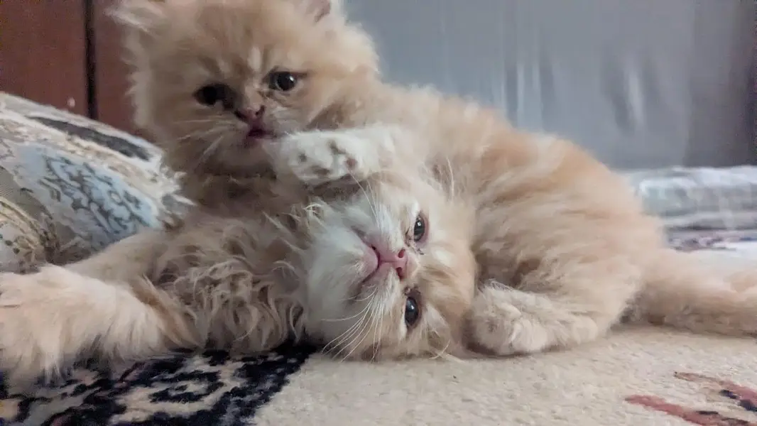 pure Persian kittens — photo 3