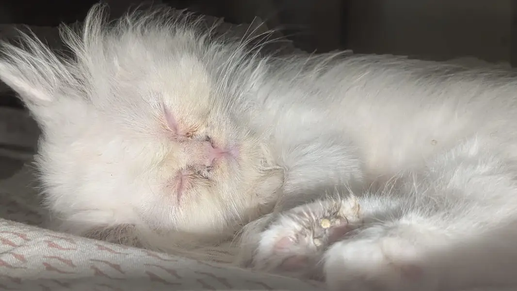 pure Persian kittens — photo 4