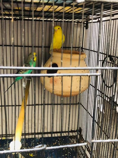 Australian budgie pairs for sale, high quality pairs
