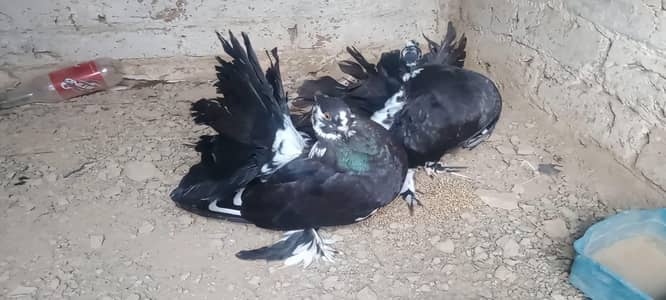 Amarcan fantail for sale per