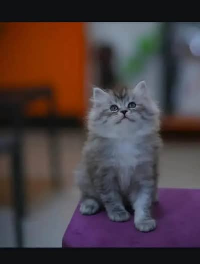persian kittens|triple Coated|Punch Face kittens_cute|fluffy_quality