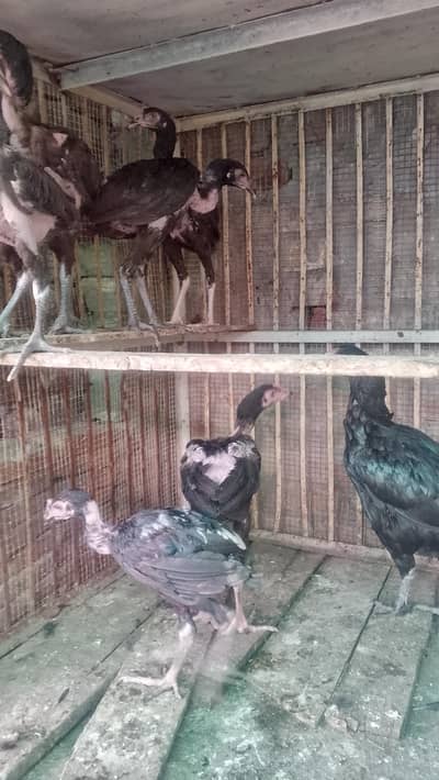 aseel chicks