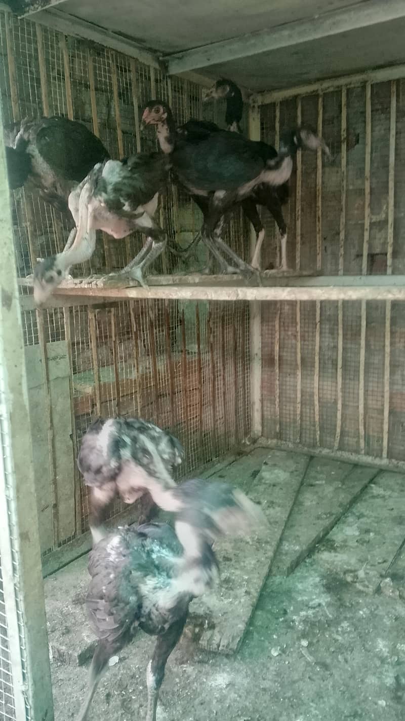 aseel chicks 2