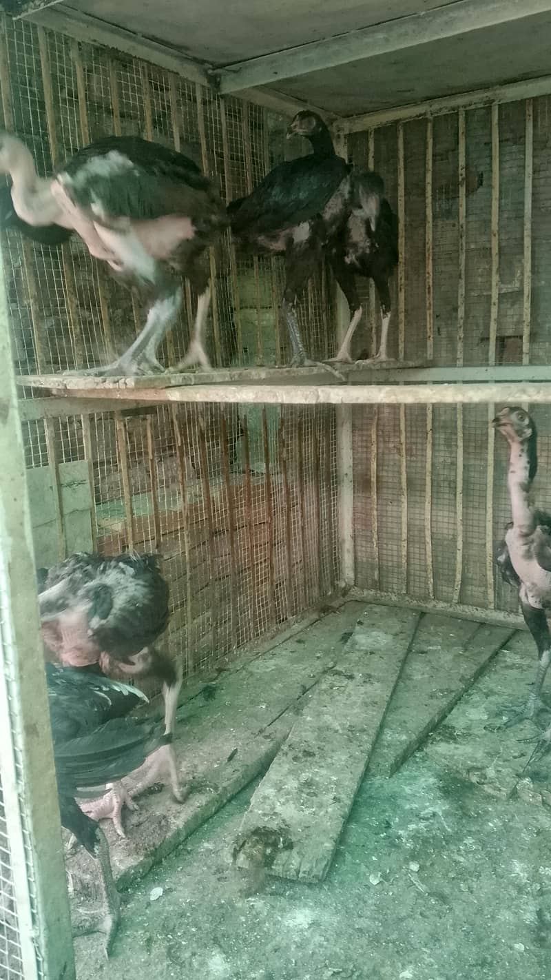 aseel chicks 3
