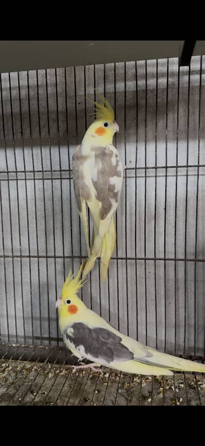 Beautiful pair no 03146000146 jisko price samj ahy wo rabta kry thanku