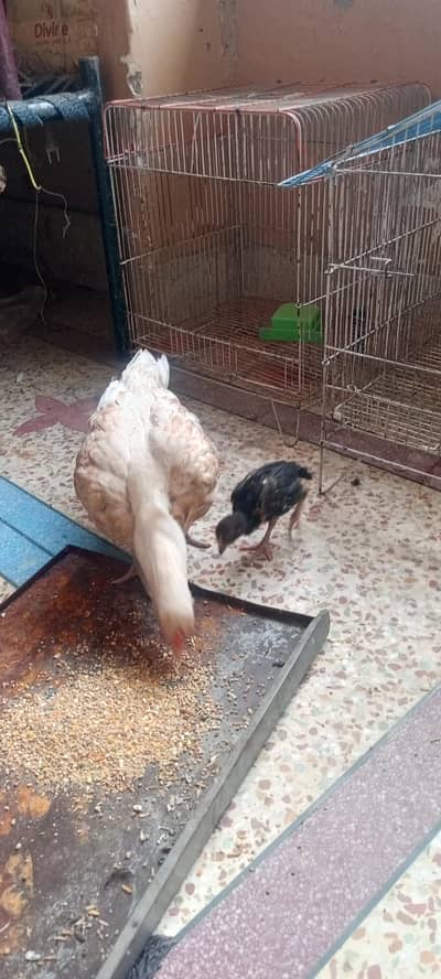 aseel patty with one chick