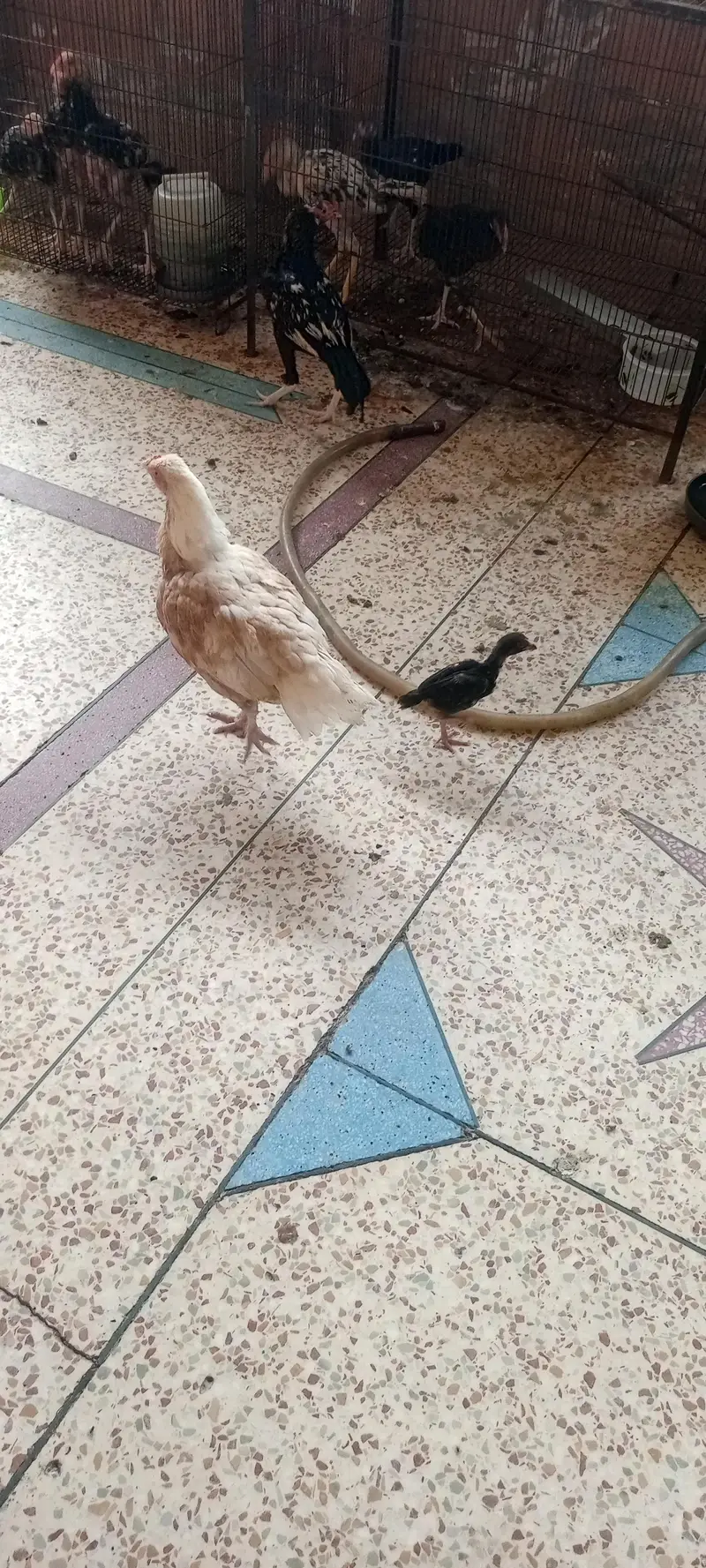aseel patty with one chick — photo 2