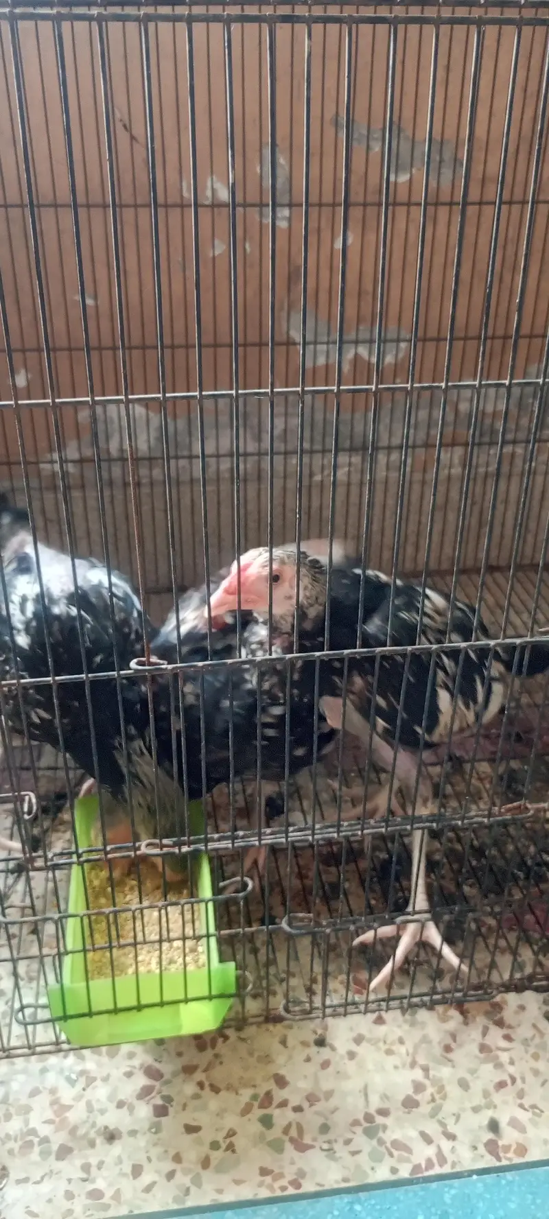 aseel patty with one chick — photo 3
