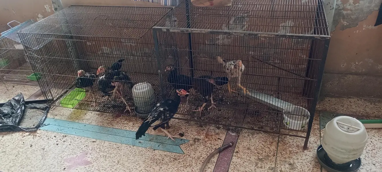 aseel patty with one chick — photo 4