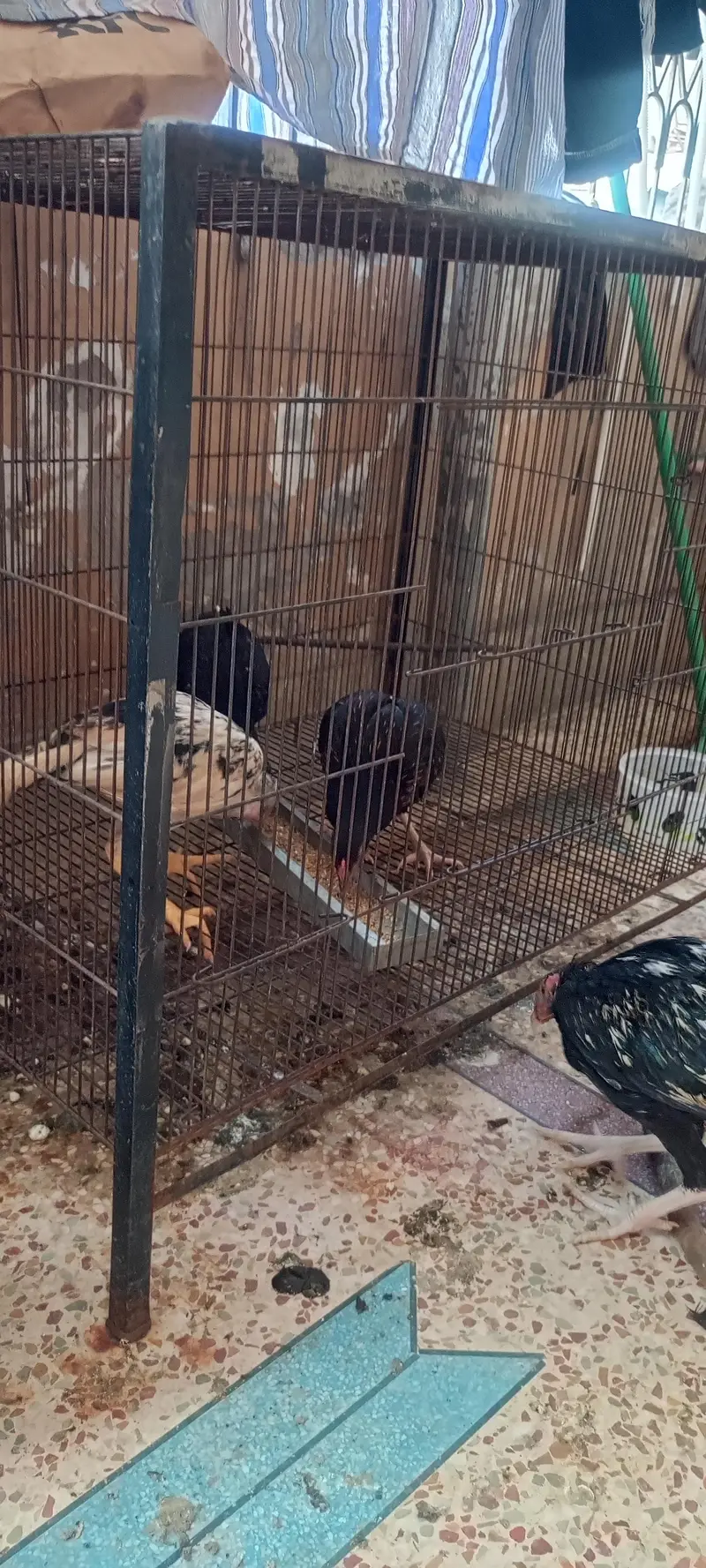 aseel patty with one chick — photo 5