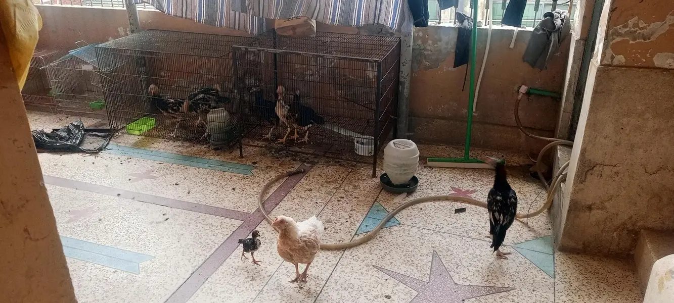 aseel patty with one chick — photo 6