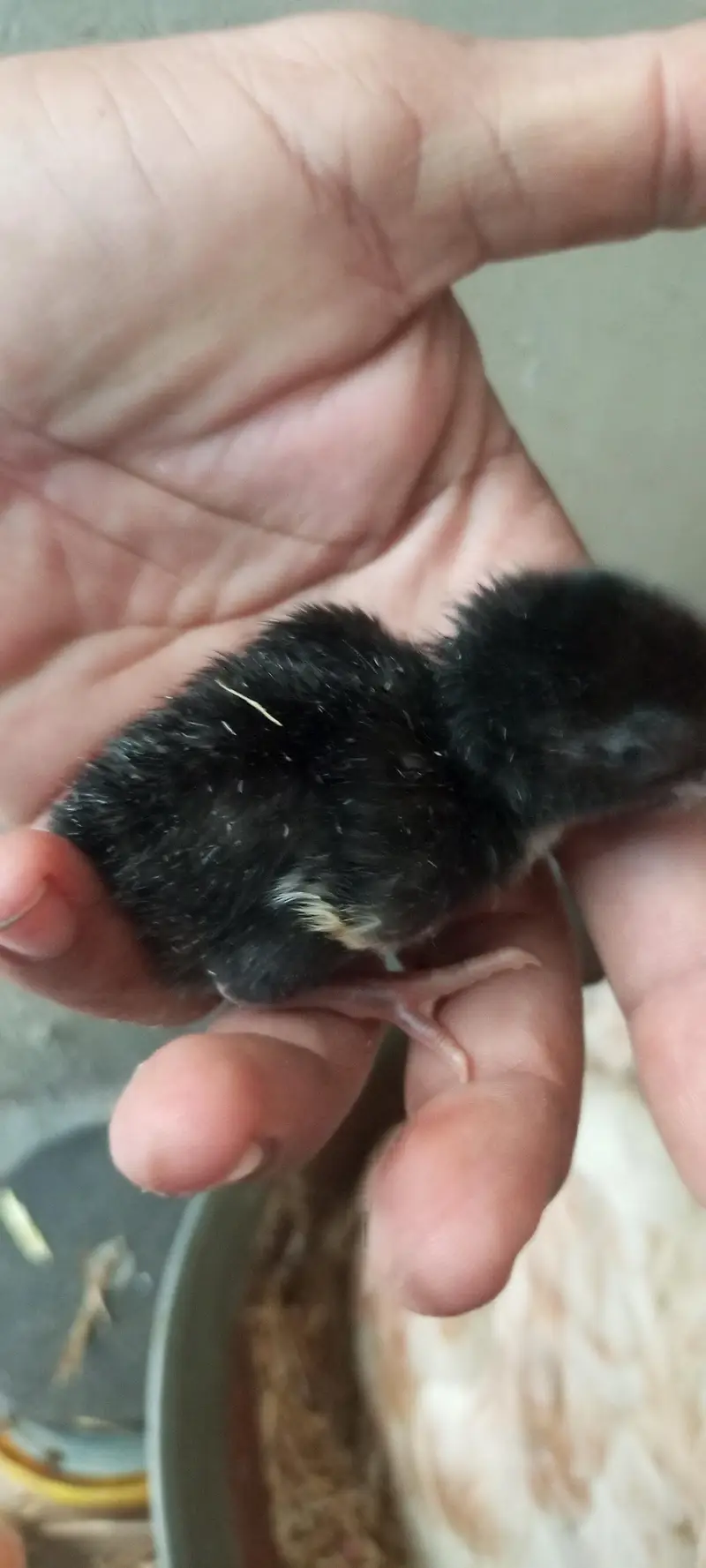 aseel patty with one chick — photo 7