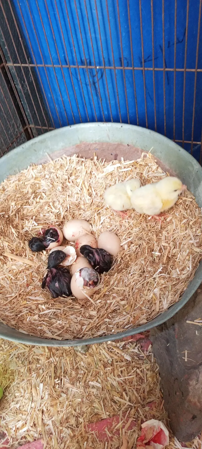 aseel patty with one chick — photo 8