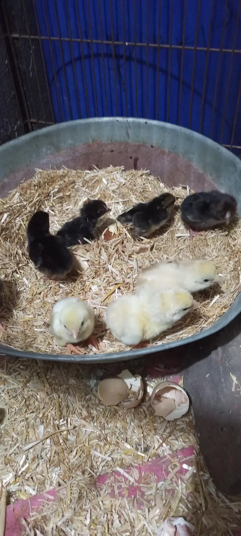 aseel patty with one chick — photo 9