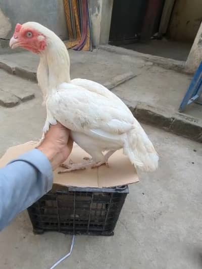 2aseel female for sale whatapp number 03088879637