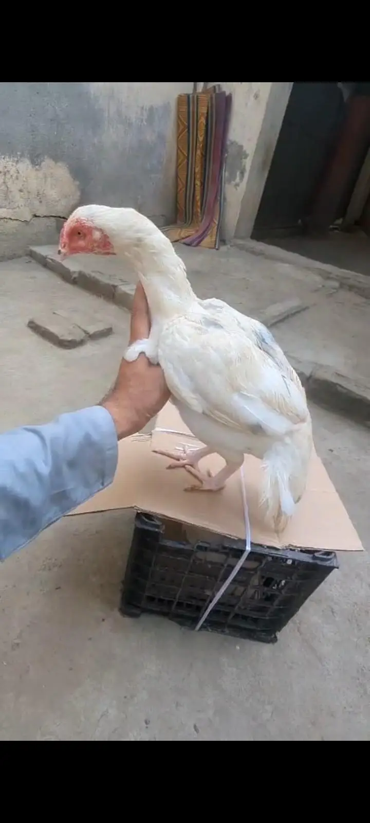 2aseel female for sale whatapp number 03088879637 — photo 2