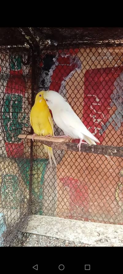 Red eyes parrot pair