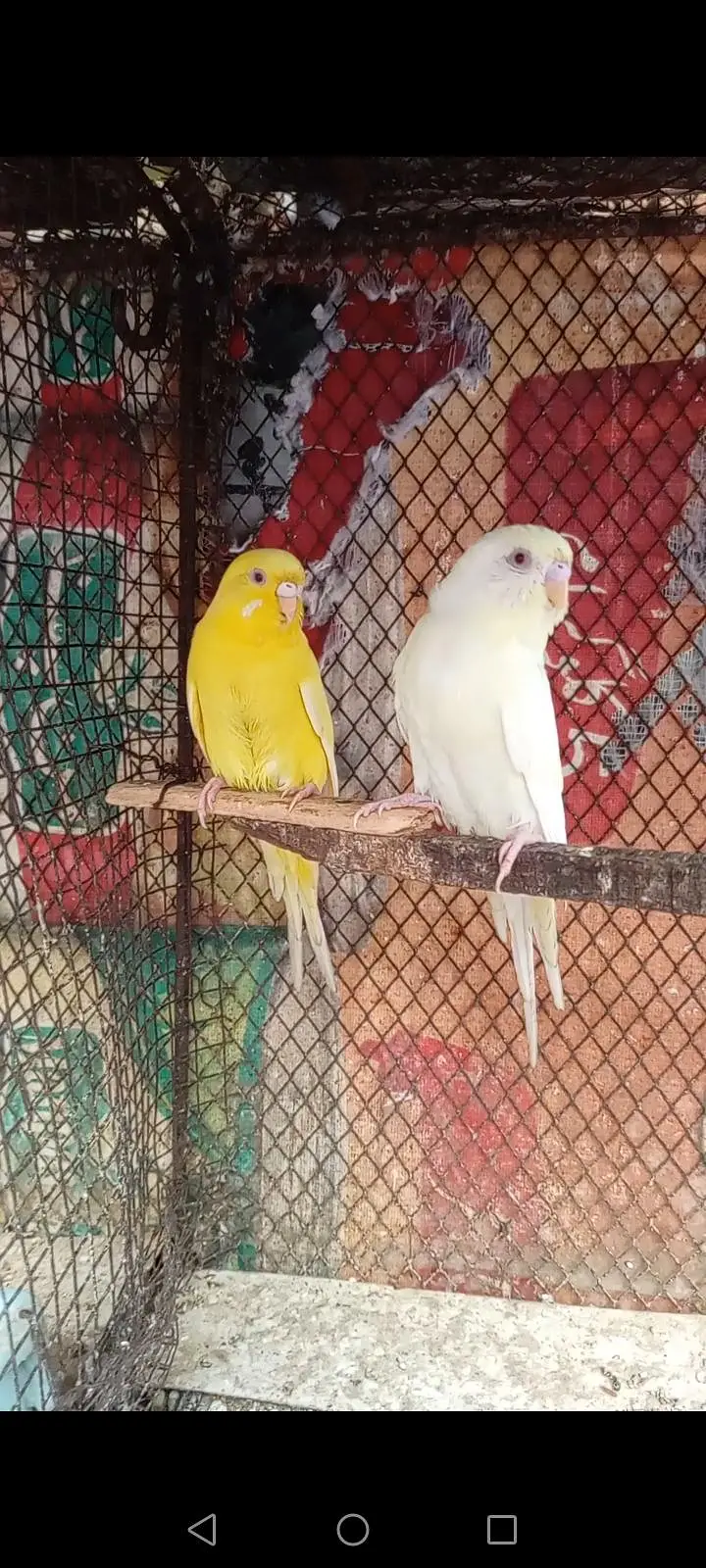 Red eyes parrot pair — photo 2