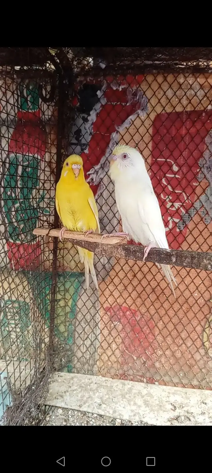Red eyes parrot pair — photo 3