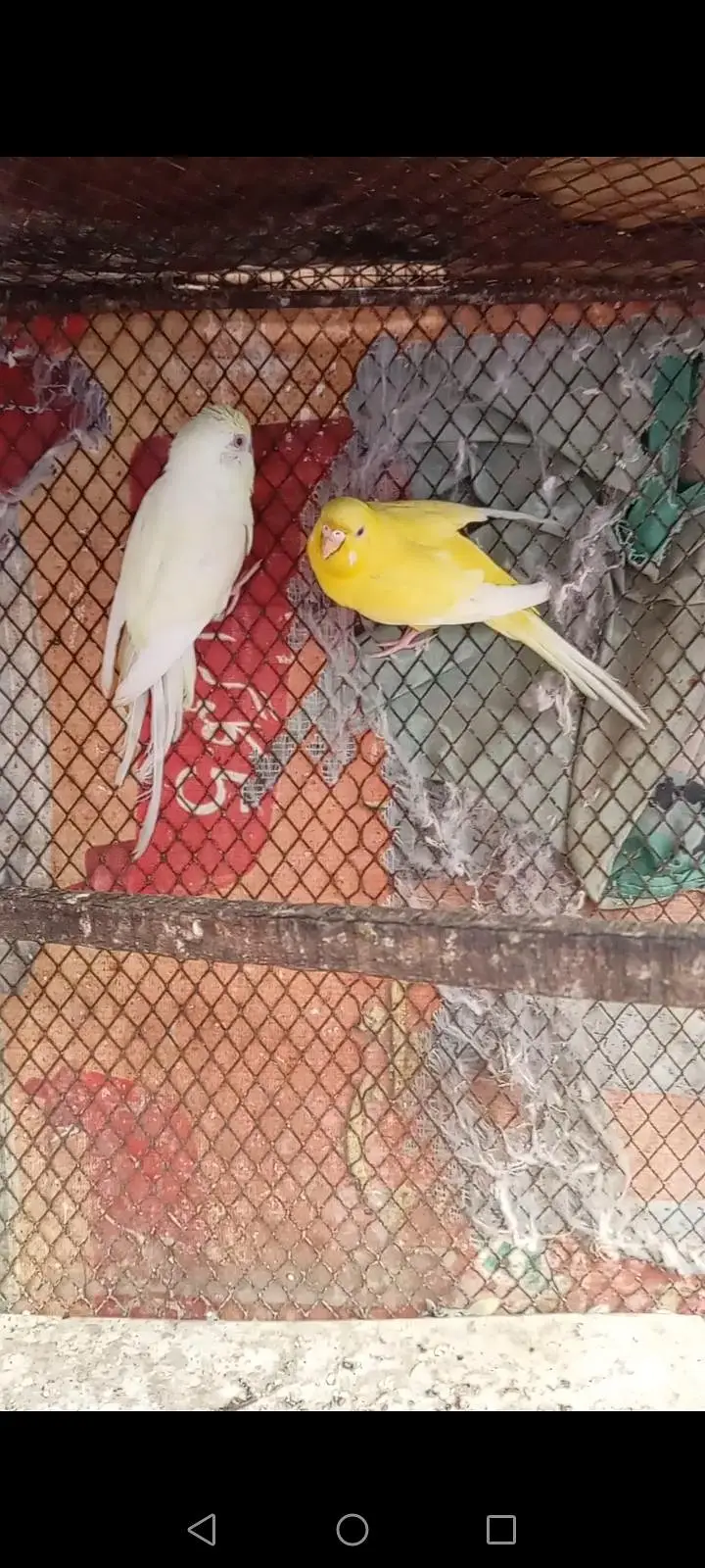 Red eyes parrot pair — photo 4