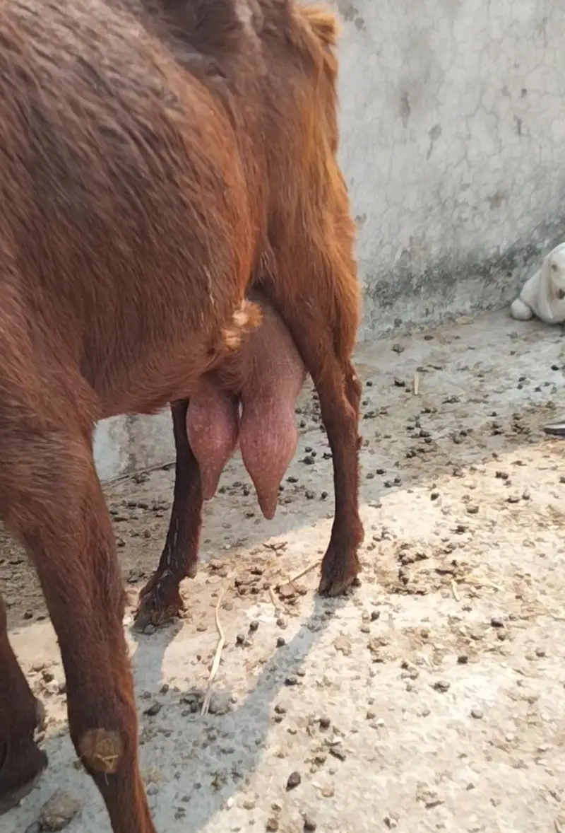 Desi teddy bakri doodh wali 03324262191 — photo 3