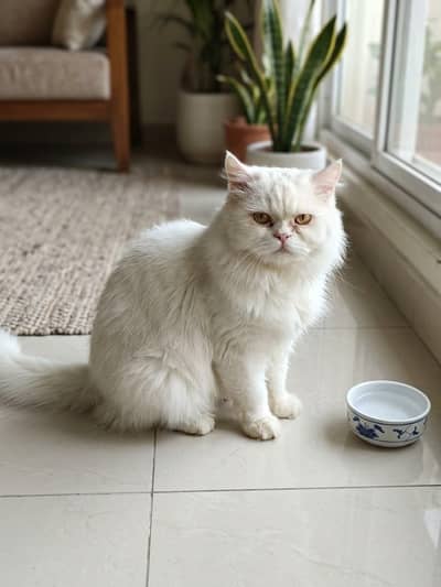Pure White Persian Female,Adult Persian Female