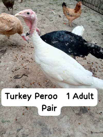 Breeder Adult Tarkey