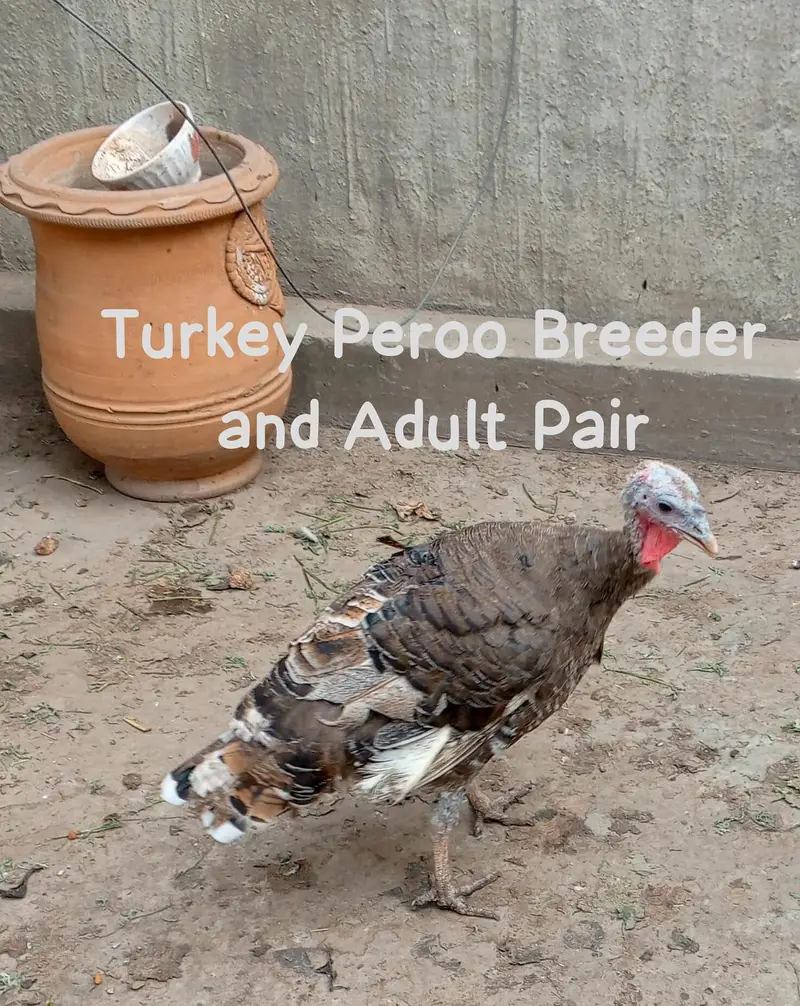 Breeder Adult Tarkey — photo 2