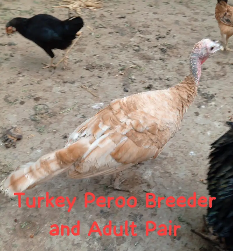 Breeder Adult Tarkey — photo 3