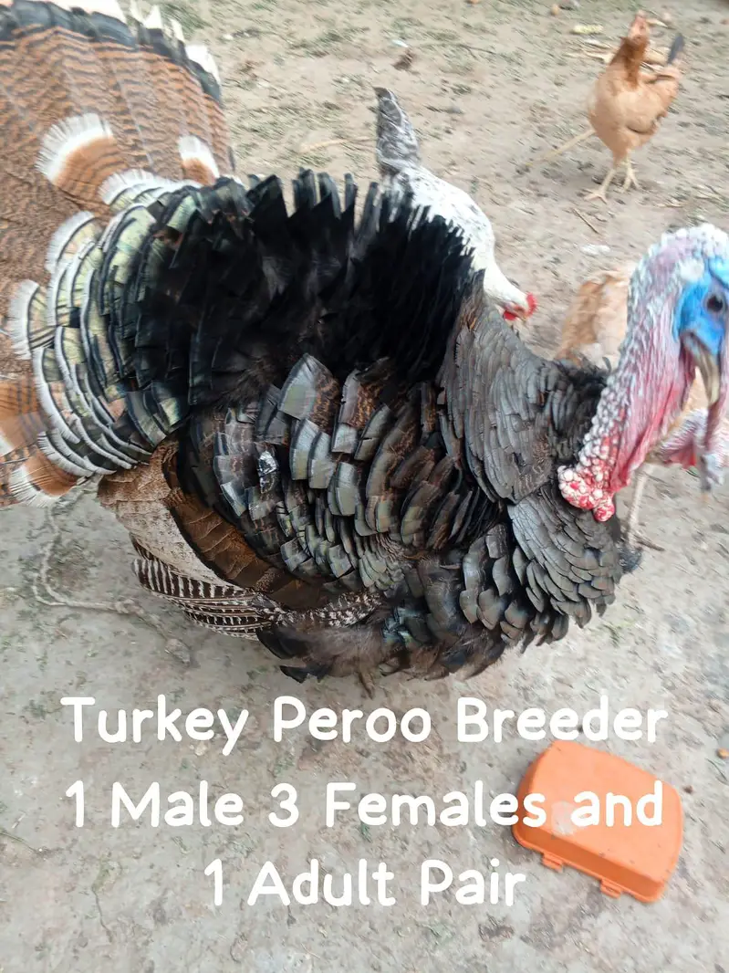 Breeder Adult Tarkey — photo 4