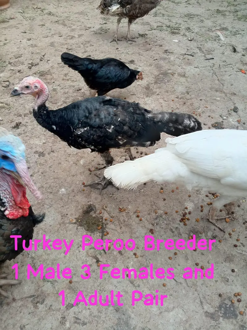 Breeder Adult Tarkey — photo 6