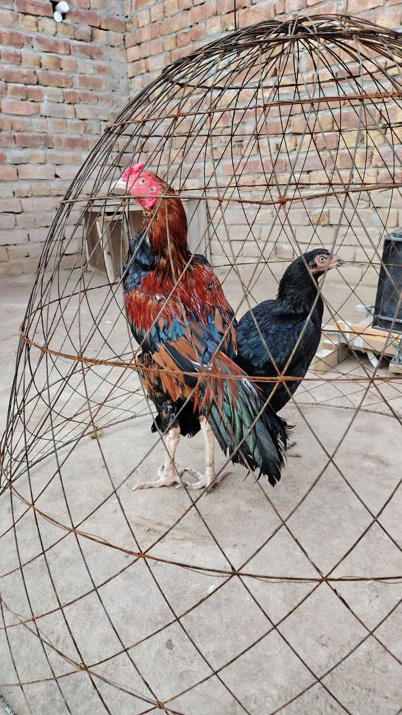 mianwali 2