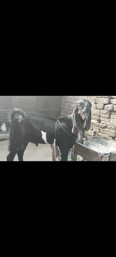 beetal Bakra
