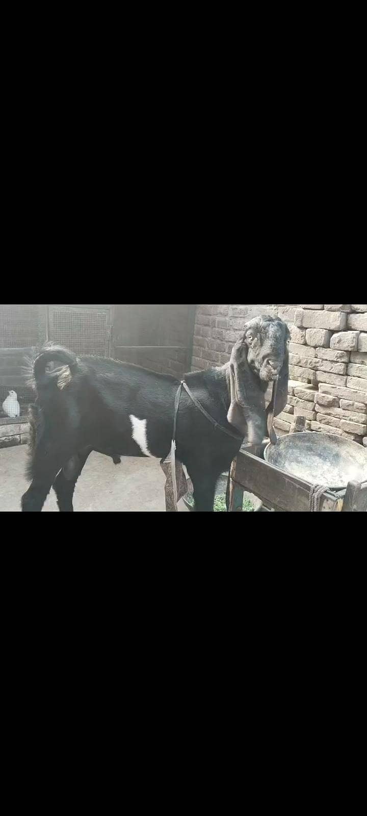 beetal Bakra 0