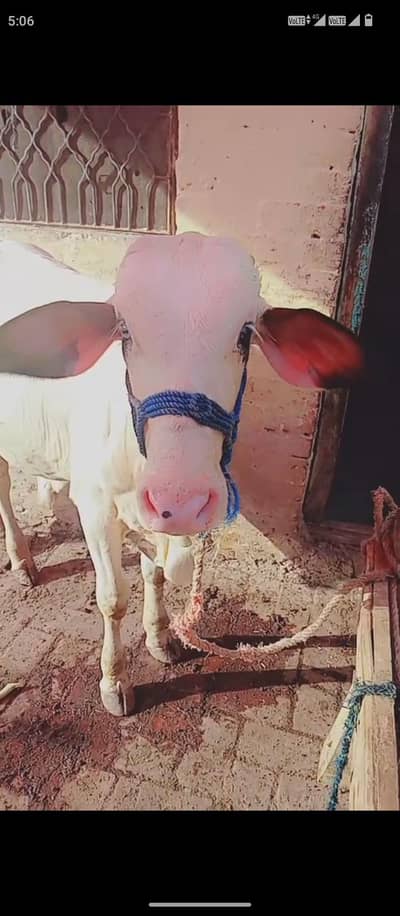 1 gulabi bacha beautiful best for qubani 2027