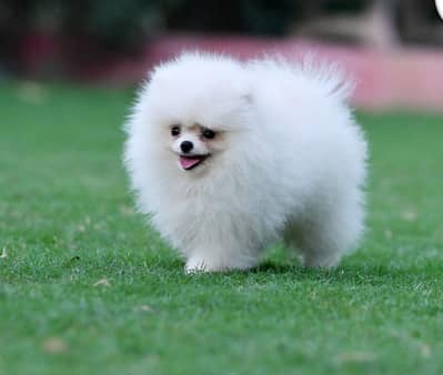 teacup Pomeranian puppies for sale pom